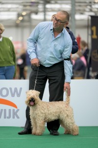 Afb. Molly, Irish Soft Coated Wheaten Terriër